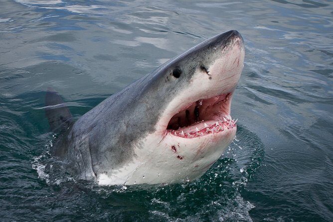 Shark Cage Diving Viewing Only - Key Points