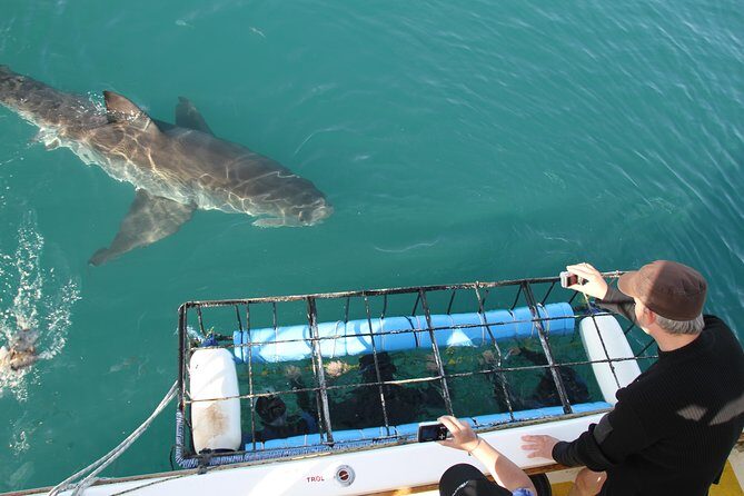 Shark cage diving & viewing tours in Gansbaai - Key Points