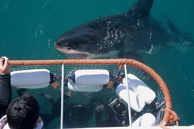 Shark cage diving & viewing tours in Gansbaai - An In-Depth Look at the Tour Experience