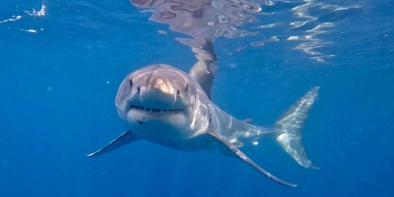 Shark Cage Diving with transport from Cape Town - Key Points