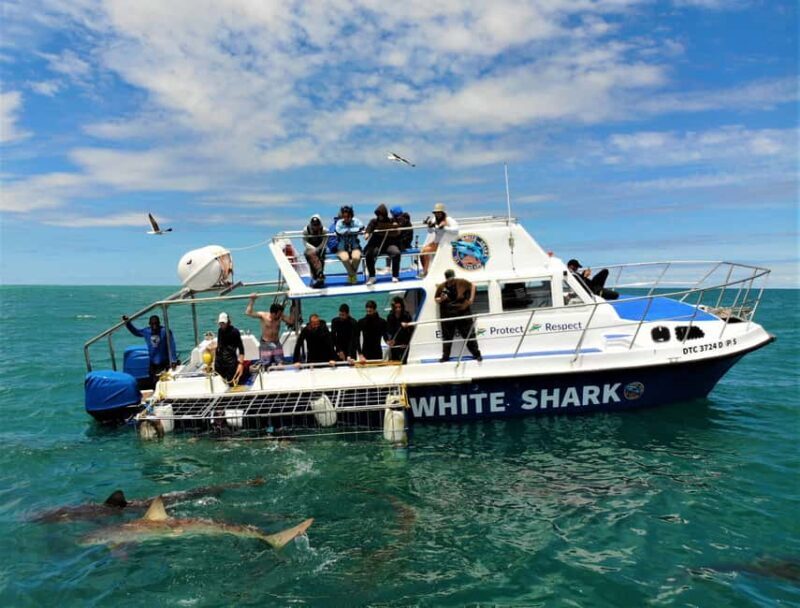 Shark Cage Diving with transport from Cape Town - Inside Tips and Personal Insights