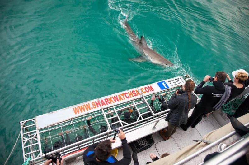 Shark Cage Diving with transport from Cape Town - The Experience’s Pros and Cons