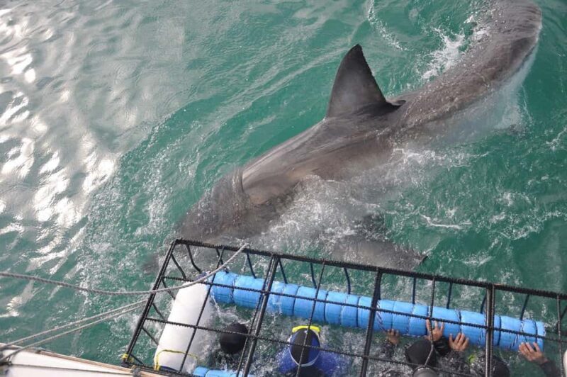 Shark Cage Diving with transport from Cape Town - Who Should Consider This Tour?