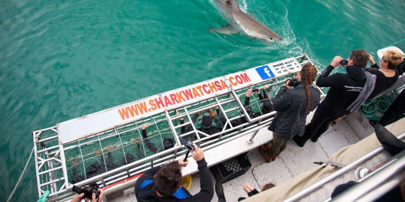 Shark Cage Diving with transport from Cape Town - FAQ