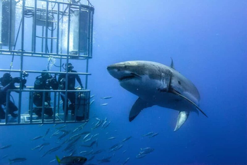 Shark Cage Diving with transport from Cape Town - Final Thoughts
