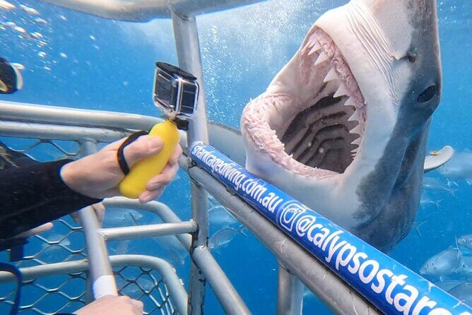 Shark Cage Diving with transport from Cape Town - Who Is This Tour Perfect For?