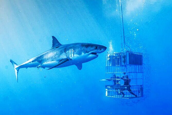 Shark Cage Diving with transport from Cape Town - The Itinerary: What You Can Expect from This Shark Adventure