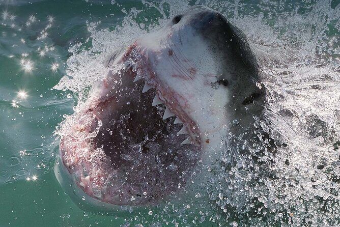 Shark Cage Diving with transport from Cape Town - Final Thoughts: Is This Tour For You?