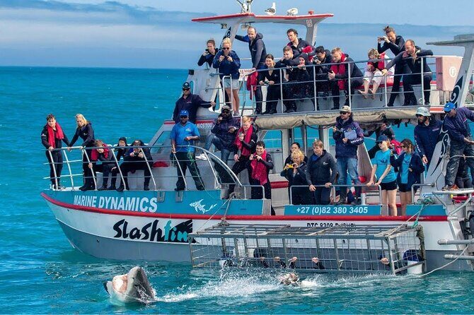 Shark Cage Diving with transport from Cape Town - FAQs