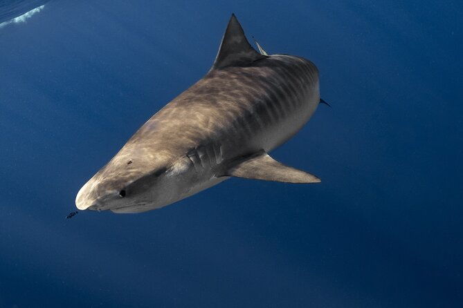 shark-diving-and-snorkeling-in-oahu-hawaii