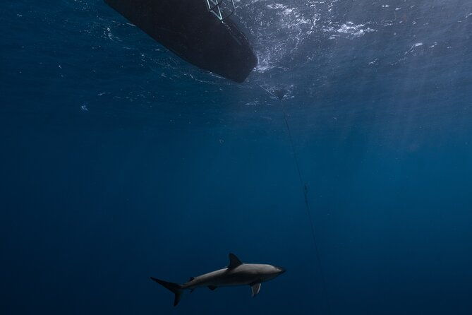 shark-diving-and-snorkeling-in-oahu-hawaii