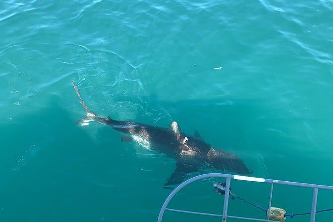 Shark Diving - Key Points