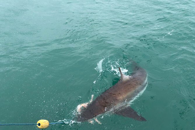 Shark Diving - Who Should Consider This Tour?