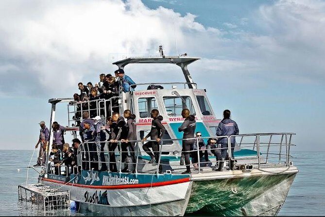 Shark Diving Full Day Guided Return Transfer to Gansbaai from Cape Town - The Itinerary: What to Expect from Start to Finish