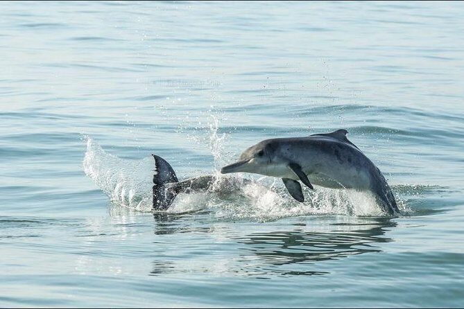 Shark Diving Full Day Guided Return Transfer to Gansbaai from Cape Town - Who Will Love This Tour?