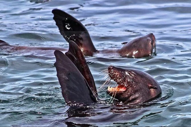 Shark Diving Full Day Guided Return Transfer to Gansbaai from Cape Town - FAQ