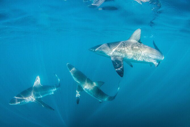 Shark Explorers - Detailed Review of the Shark Explorers Tour