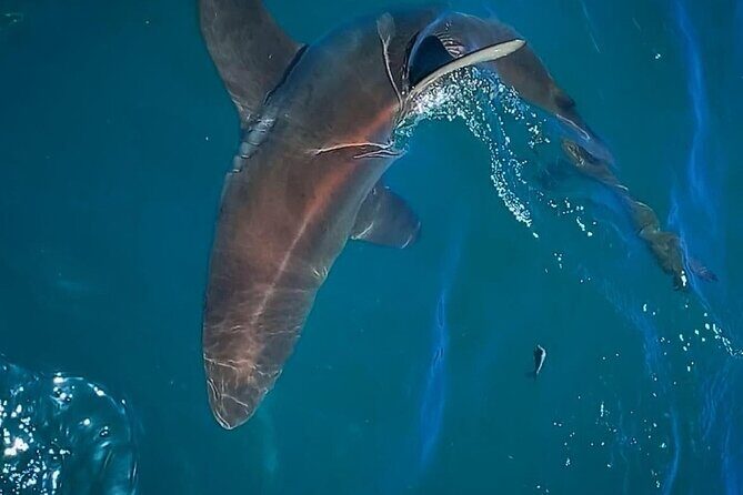 Shark Explorers - FAQs