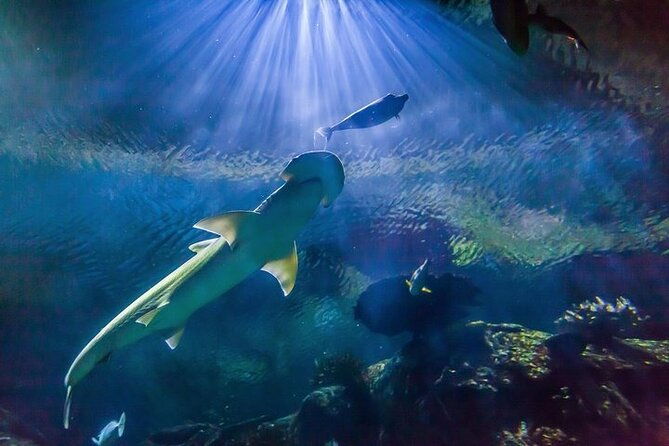 shark-reef-at-mandalay-bay-hotel-and-casino