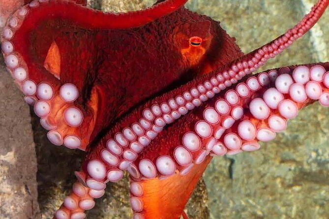 shark-reef-at-mandalay-bay-hotel-and-casino