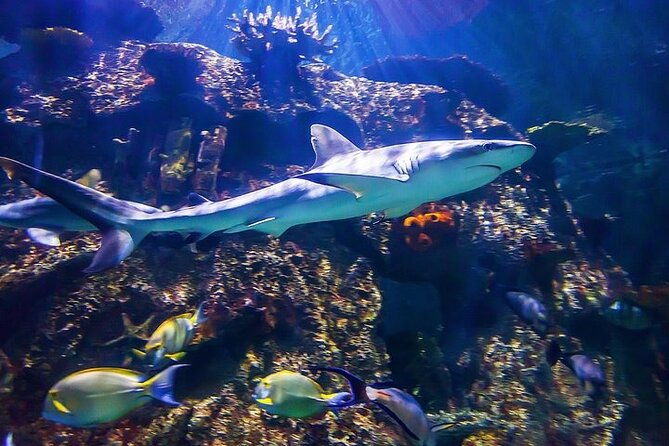 shark-reef-at-mandalay-bay-hotel-and-casino