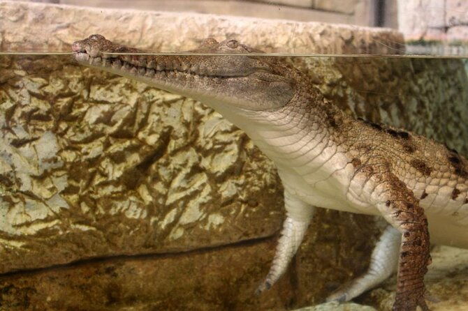 shark-reef-at-mandalay-bay-hotel-and-casino