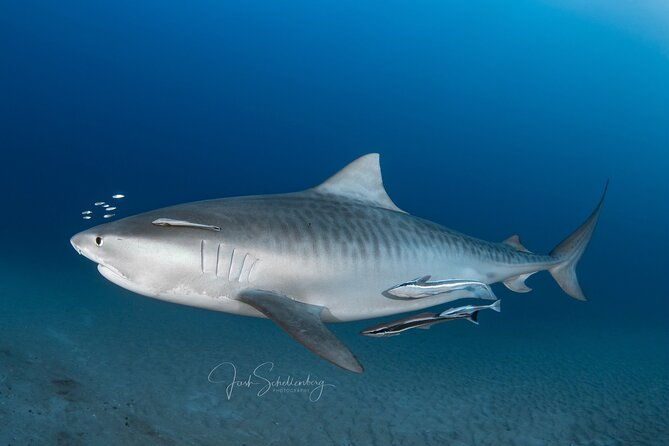 shark-snorkeling-experience-in-south-florida