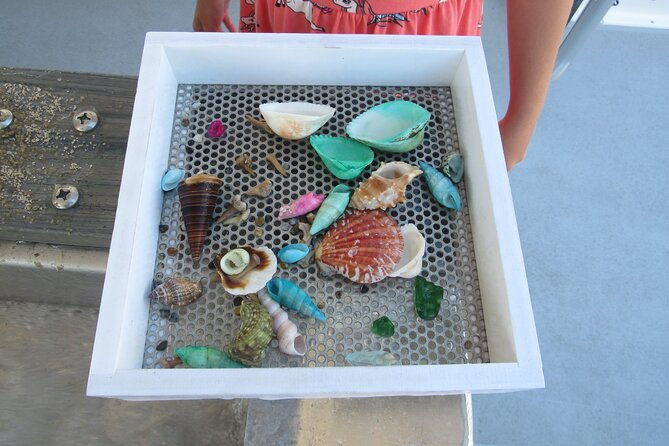 shark-teeth-and-shells-dolphin-and-shelling-tour-boat-clearwater-beach