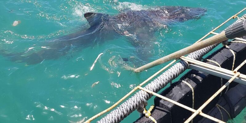 Shark & Whale Trip Combo - Who Will Love This Tour?