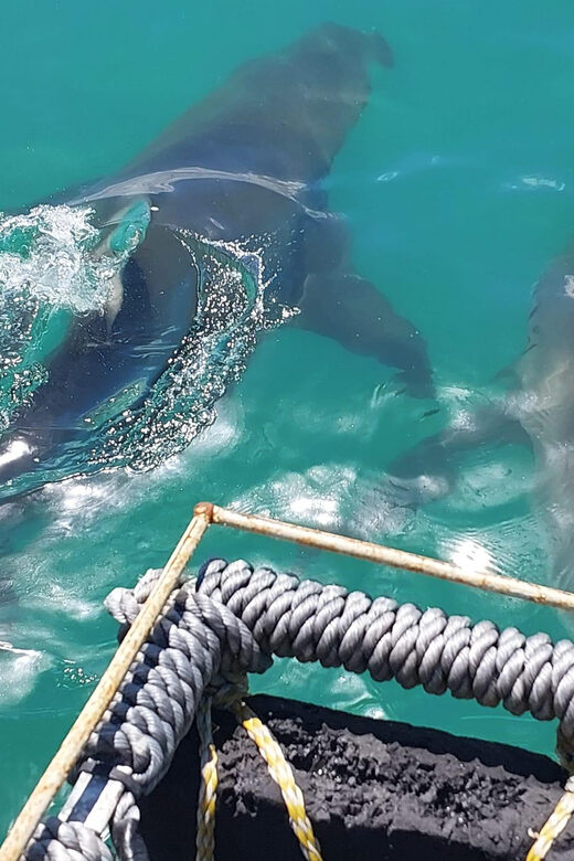 Shark & Whale Trip Combo - The Sum Up