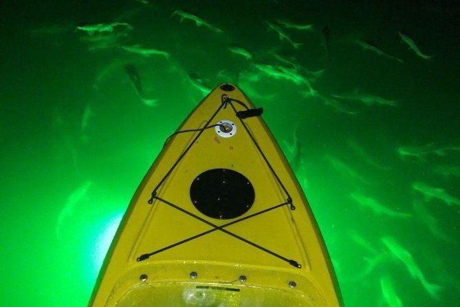 sharkeys-glass-bottom-fish-feeding-led-night-tour-st-pete-beach