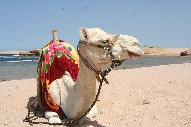 Sharm El Naga National Park water turtle house Full Day Snorkeling Trip-Hurghada - Detailed Review of the Sharm El Naga Full Day Snorkeling Experience