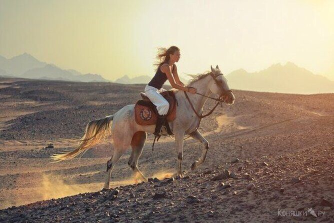 Sharm El-Sheikh: 2-Hour Horse Ride Along Beach & Desert Trails - The Sum Up: Who Will Love This Tour?