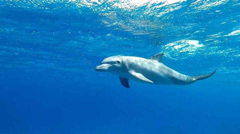 Sharm El Sheikh: Day sail to White island and Ras Mohamed - Key Points