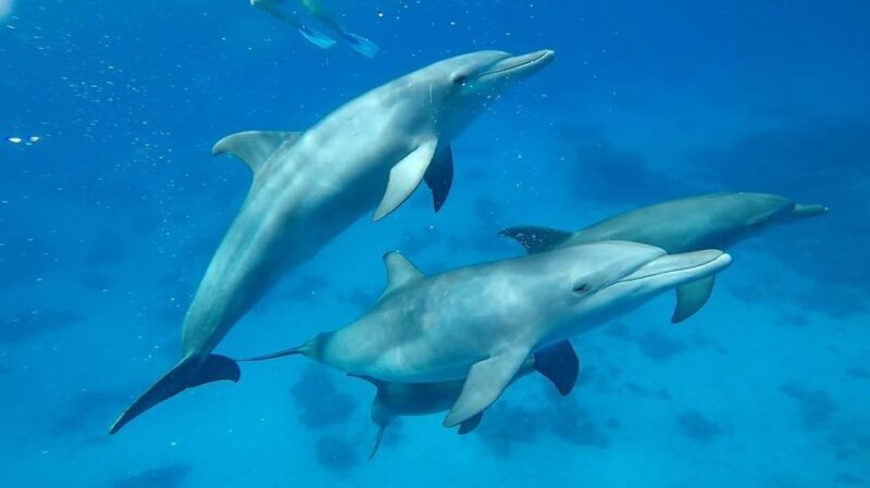 Sharm El Sheikh: Day sail to White island and Ras Mohamed - Lunch and Refreshments