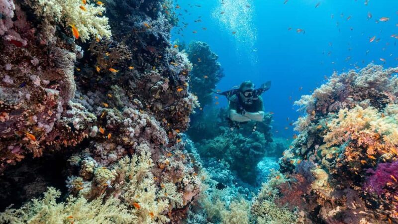Sharm El-Sheikh: Guided Shore Scuba Diving at 2 Dives - Who Should Consider This Tour?