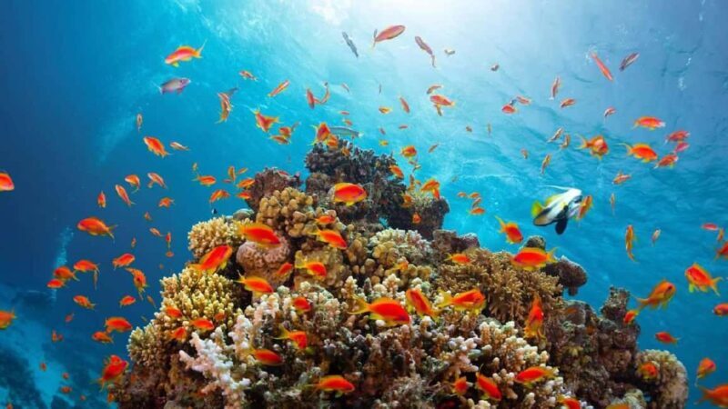Sharm el Sheikh Port : Ras Mohammed Dive Trip with Lunch - The Itinerary: What to Expect from Start to Finish