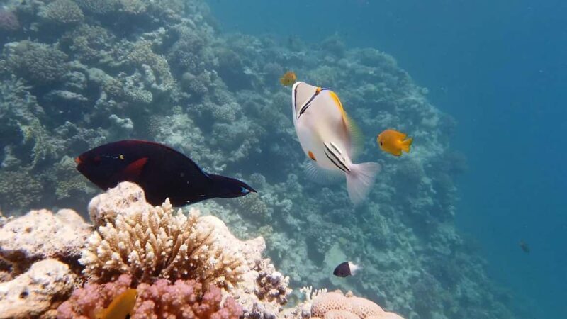 Sharm El Sheikh: Ras Mohamed and White island cruise - An In-Depth Look at the Tour Experience