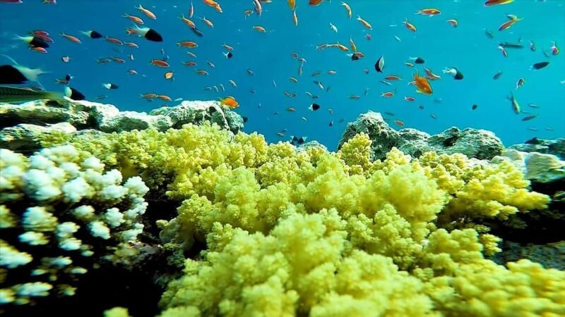 Sharm El Sheikh: Ras Mohamed and White island cruise - FAQ