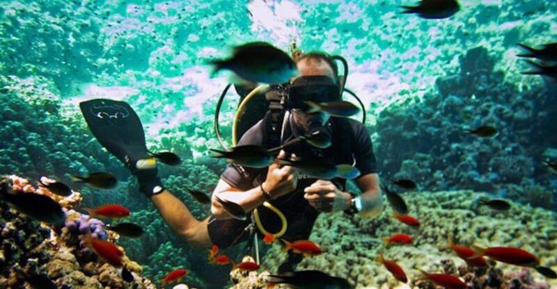Sharm El Sheikh: Ras Mohamed & White Island Snorkel or Dive - An In-Depth Look at the Tour Experience