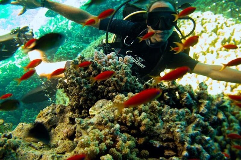 Sharm El Sheikh: Ras Mohamed & White Island Snorkel or Dive - Final Thoughts