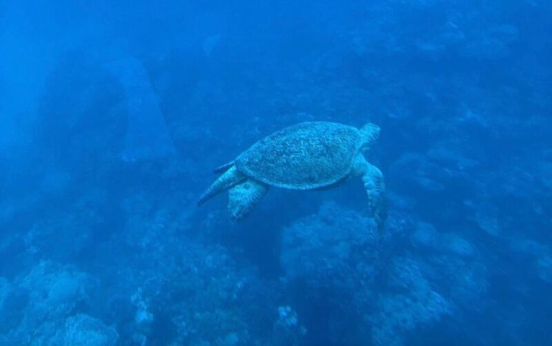 Sharm El-Sheikh: Seascope Submarine boat cruise with pickup - Final Thoughts