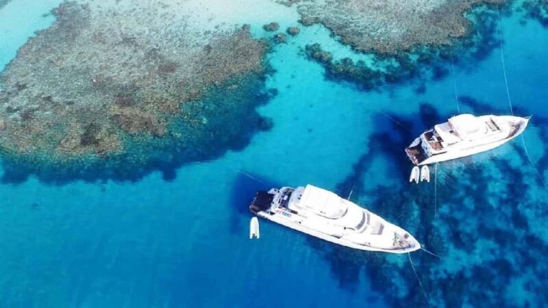 Sharm el-Sheikh: Snorkeling at White Island & Ras Mohamed - Sharm el-Sheikh: Snorkeling at White Island & Ras Mohamed – An In-Depth Review