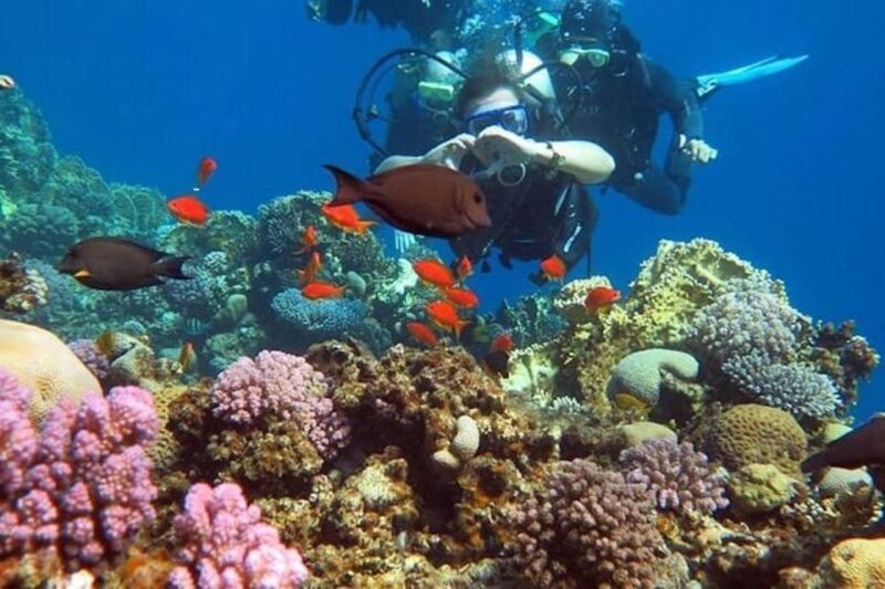 Sharm: Introductory Dive from the Shore & PADI Courses - Final Thoughts: Is It Worth It?