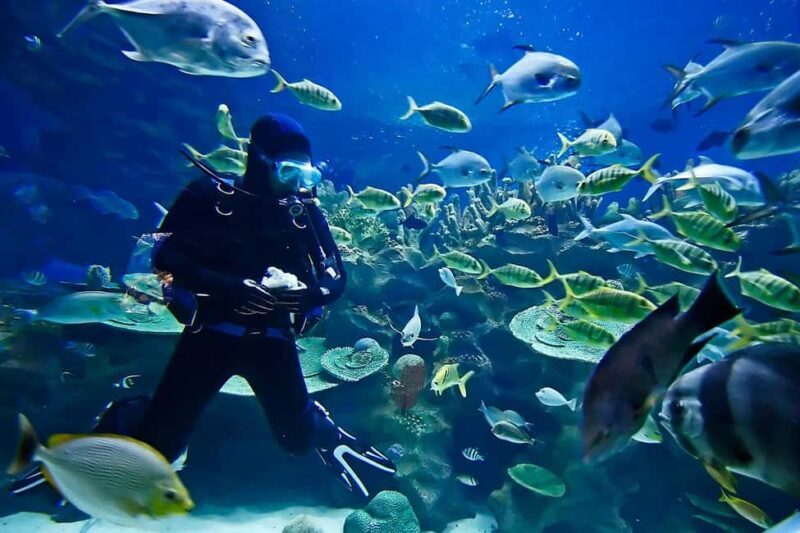 Sharm: Introductory Dive from the Shore & PADI Courses - FAQs