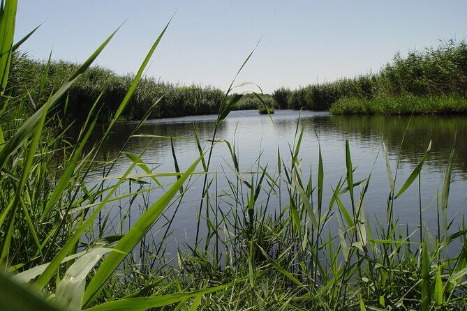 Shaumari Reserve and Azraq Wetland Private Full Day Tour from Amman - The Full Experience: A Detailed Breakdown