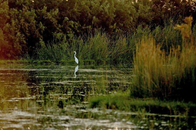 Shaumari Reserve and Azraq Wetland Private Full Day Tour from Amman - Frequently Asked Questions
