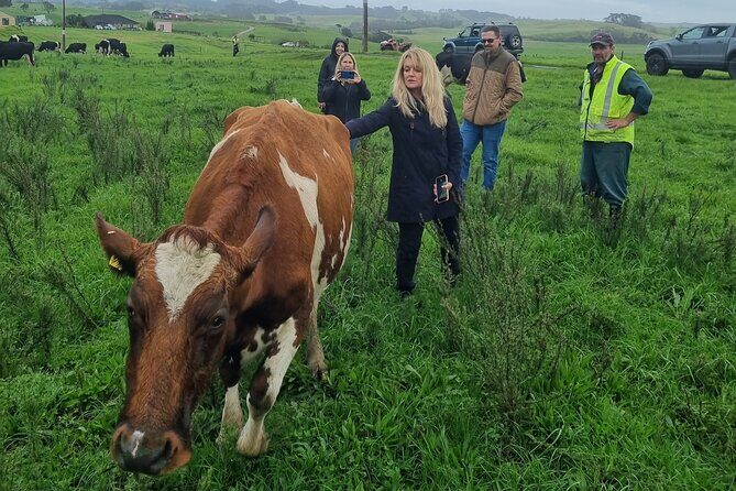 Sheep & Beef Working Farm Private Tour - What to Expect from the Itinerary