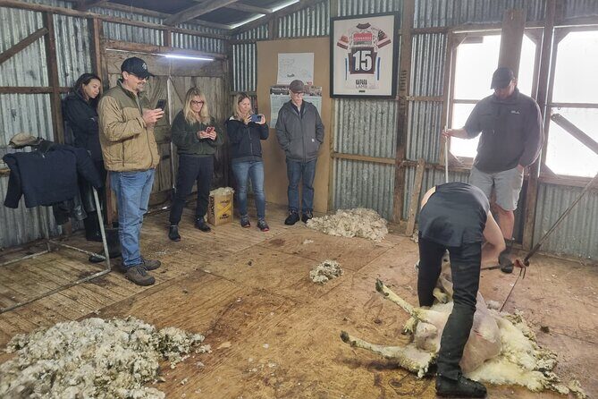 Sheep & Beef Working Farm Private Tour - Who Would Love this Tour?
