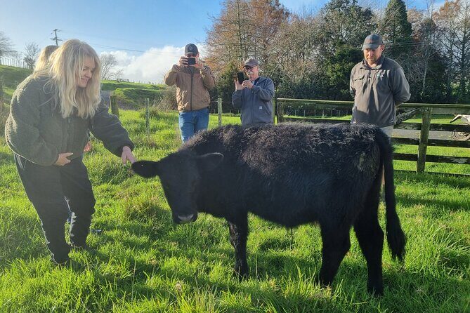 Sheep & Beef Working Farm Private Tour - The Sum Up